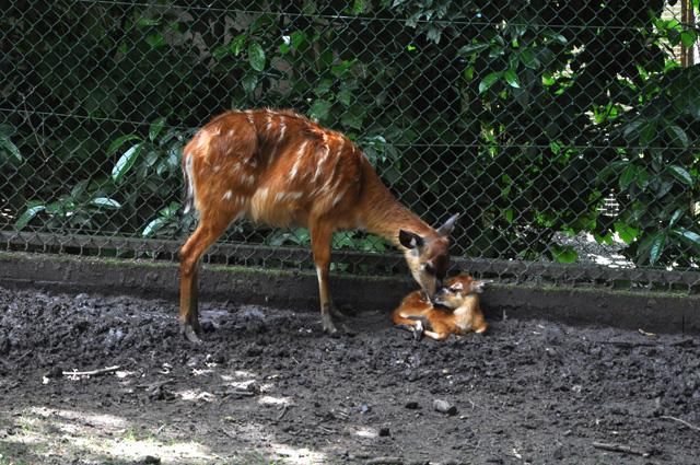 min 2013 07 06 beauval 086